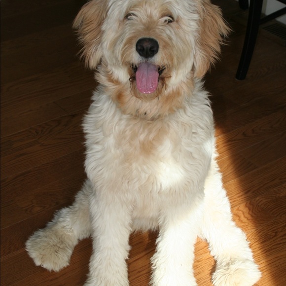 Meet your Posher, Donna - Picture 4 of 8